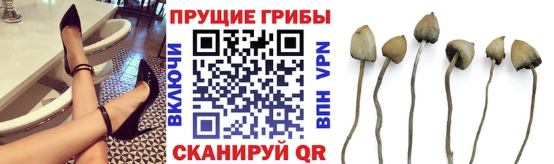 Галлюциногенные грибы мицелий  что такое наркотик  Ворсма 